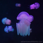 S.E.A. Aquarium, Marine Life Park, Sentosa