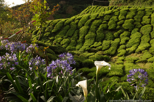 Cameron Highlands