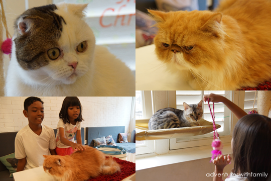 Cat Cafe