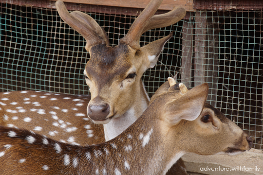 Colmar-Deer