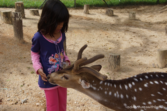 Feeding Deer