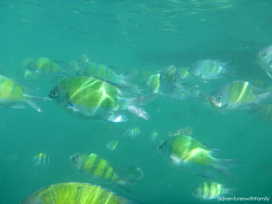 Snorkelling Trip in Krabi