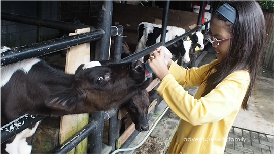 Feeding calfs