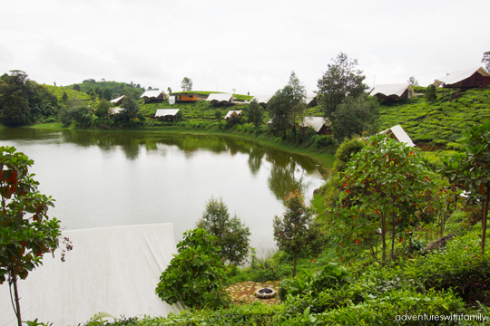 Tea plantation Bandung