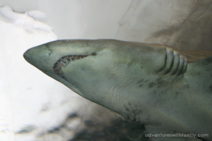 Sydney Aquarium