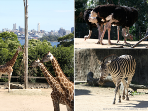 Sydney Taronga Zoo