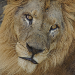 Bali Safari and Marine Life Park