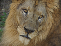 Bali-Safari-Lion