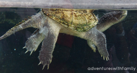 River Safari Alligator Turtle River Safari Singapore Alligator Turtle