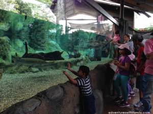River Safari Singapore