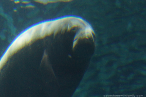 River-Safari-Manatee-2