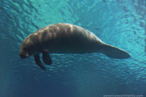 River-Safari-Manatee