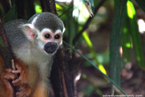 River-Safari-Monkey