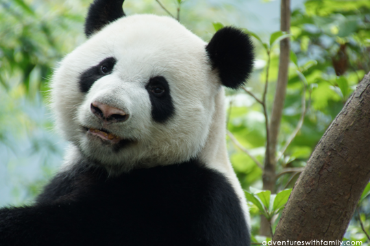 River Safari - Giant Panda Bear River Safari - Giant Panda Bear