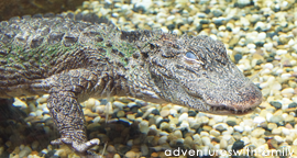 River Safari Chinese Alligator River Safari Singapore Chinese Alligator