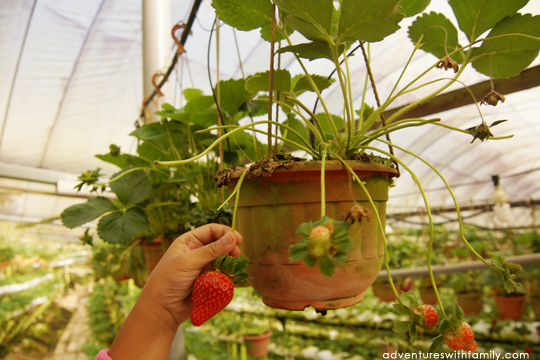 Strawberry Picking in Cameron Highlands Strawberry Picking in Cameron Highlands
