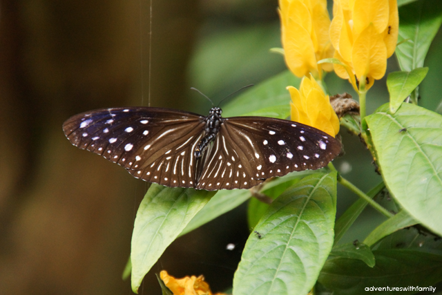 Cameron Highlands Butterfly Farm