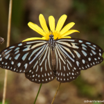 Butterfly-10