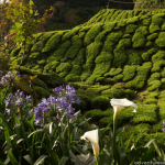 Tea-Plantation-2