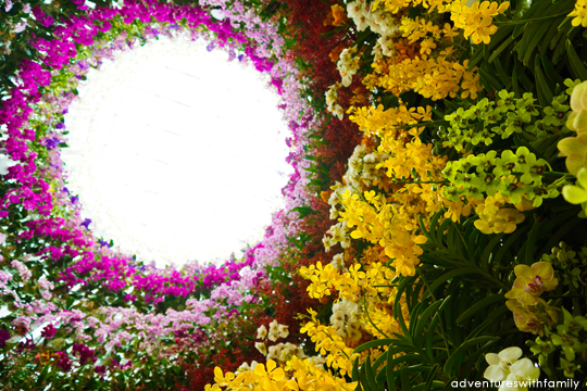 Orchid Extravaganza Gardens by the Bay