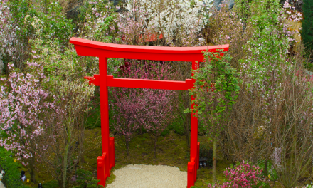 Cherry Blossom in Singapore