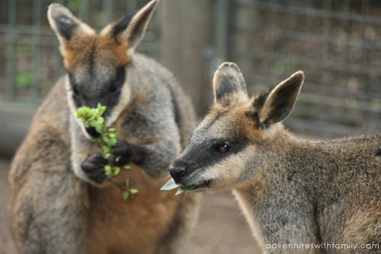 Featherdale Wildlife Park Sydney