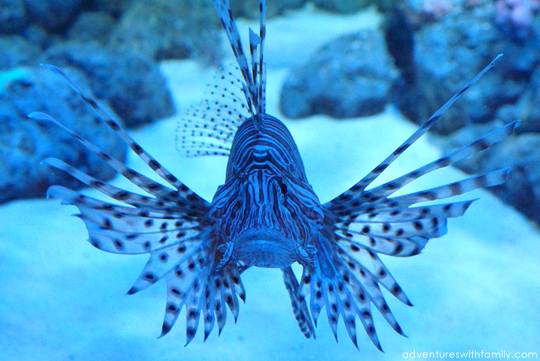 SEA Aquarium Marine Life Park Sentosa