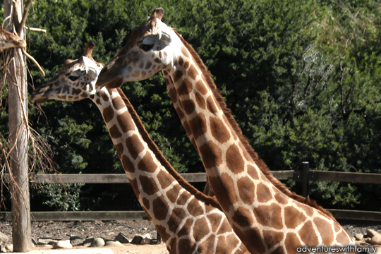 Sydney Taronga Zoo