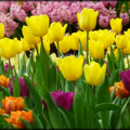 Tulipmania-Gardens-by-the-Bay
