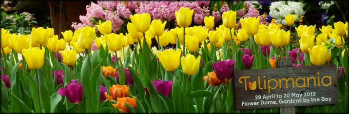 Tulipmania at Gardens by the Bay