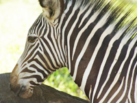 Bali-Safari-Zebra