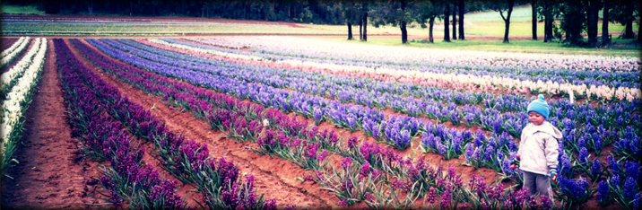 Tesselaar Tulip Festival