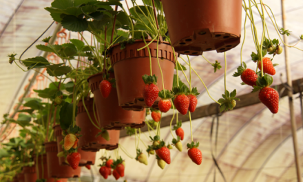 Cameron Highlands Strawberries