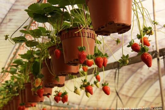 Cameron Highlands Strawberries