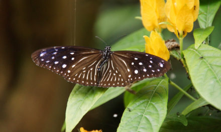 Cameron Highlands Butterfly Farm