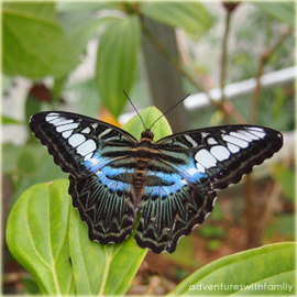 Cameron Highlands Butterfly Farm - Adventures with Family