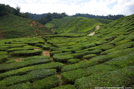Bharat Tea plantation Cameron Highlands