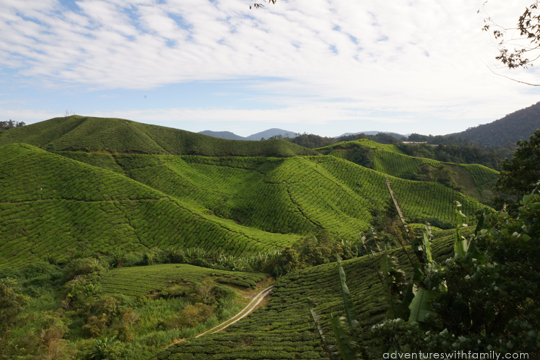 Boh Tea Sungai Palas Cameron Highlands