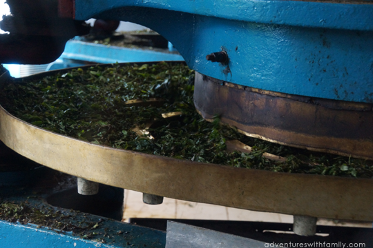 Boh-Tea-Factory Sungai Palas Cameron Highlands