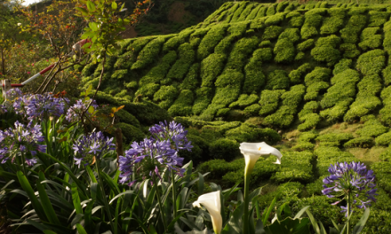 Cameron Highlands