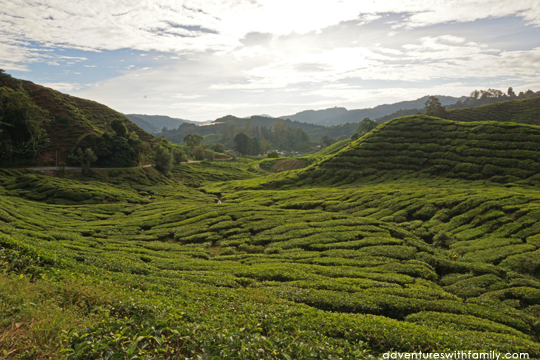 Boh Tea Sungai Palas Cameron Highlands