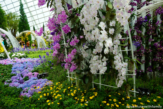 Orchid Extravaganza Gardens by the Bay