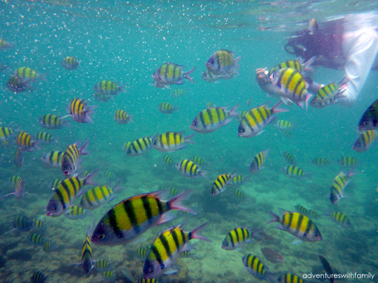 Snorkeling Fishes