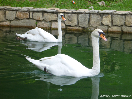 Colmar Tropicale Swans