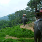 Siam Safari and Elephant Trekking in Phuket